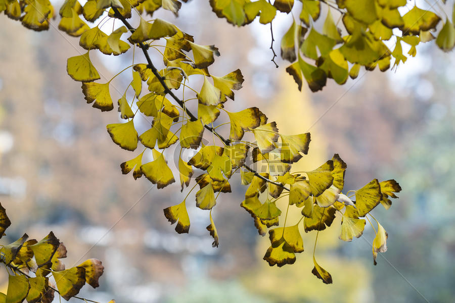 秋冬的黄色银杏图片素材免费下载