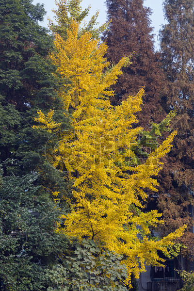 秋冬的黄色银杏图片素材免费下载
