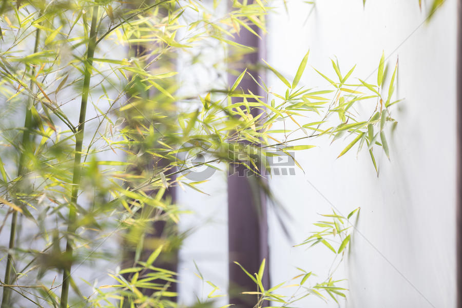 中国风竹子的意境图片素材免费下载