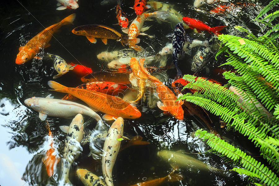 中国元素锦鲤鱼图片素材免费下载