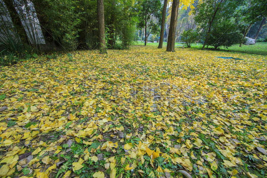 秋冬的黄色银杏非常美丽 图片素材免费下载