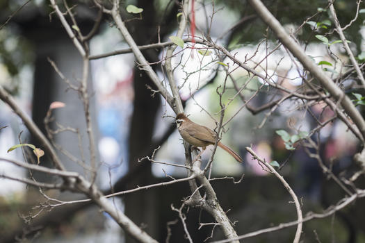 小鸟停在树梢图片素材免费下载
