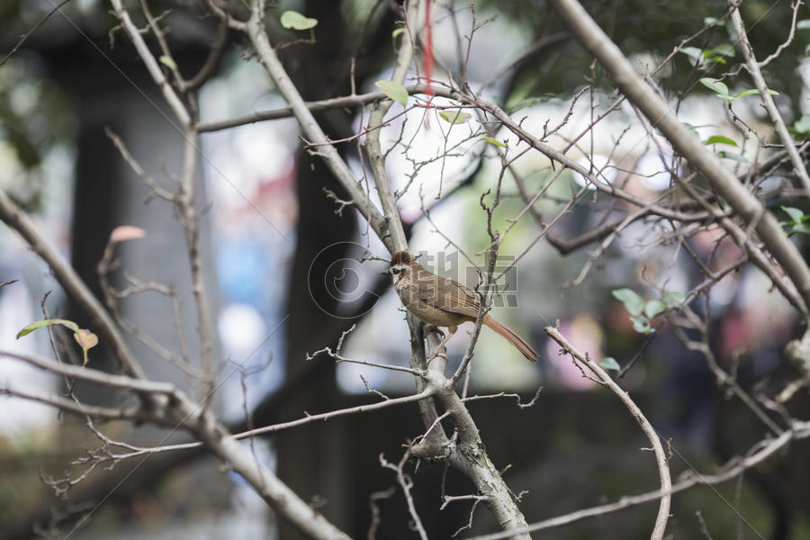 小鸟停在树梢图片素材免费下载