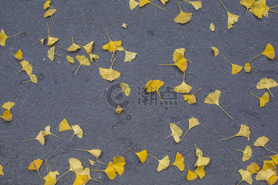 秋冬的黄色银杏 图片素材免费下载