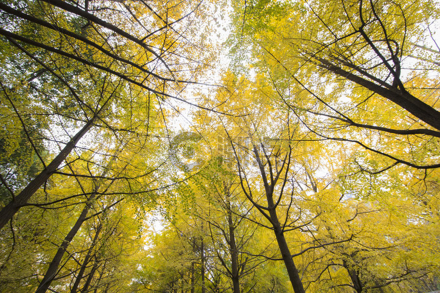 秋冬的黄色银杏非常美丽图片素材免费下载