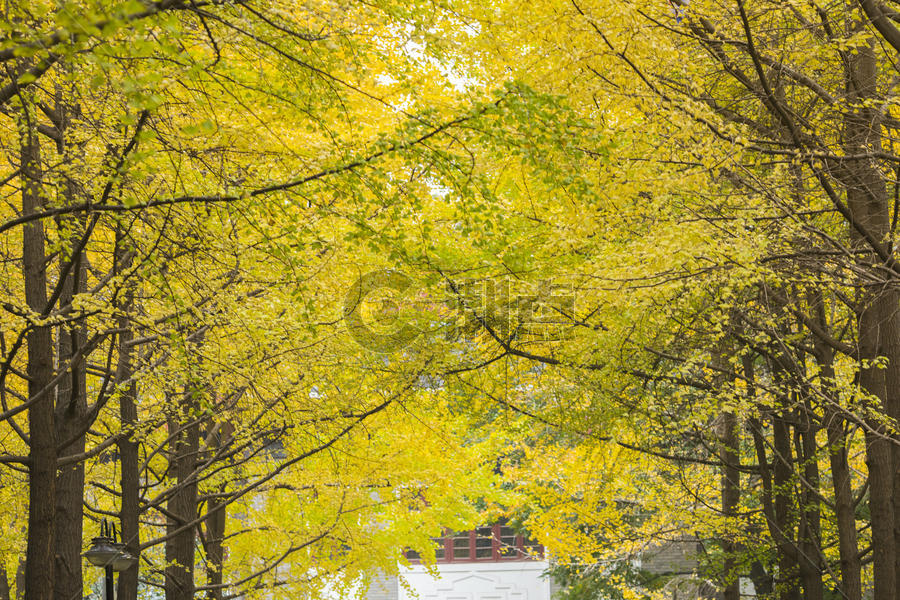 秋冬的黄色银杏非常美丽 图片素材免费下载