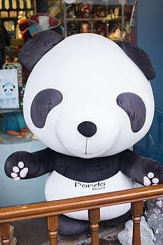 中国代表的熊猫图片素材免费下载