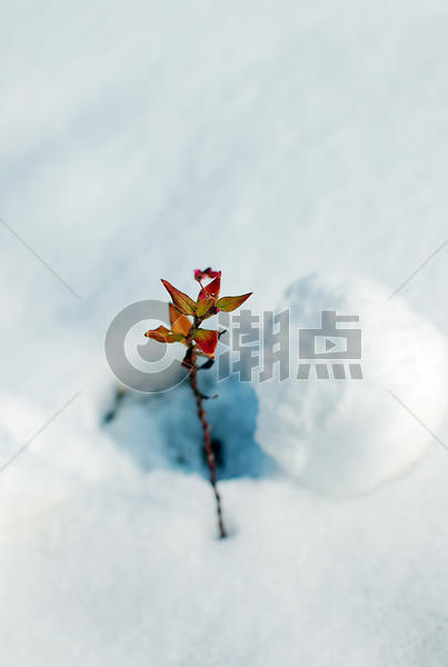 雪地里的植物图片素材免费下载