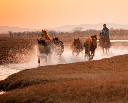 内蒙古坝上草原奔跑的马图片素材免费下载