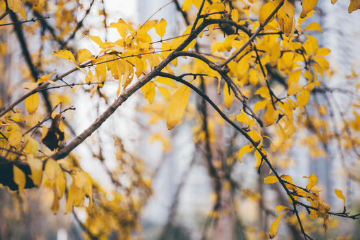 秋天逐渐凋零的黄叶图片素材免费下载