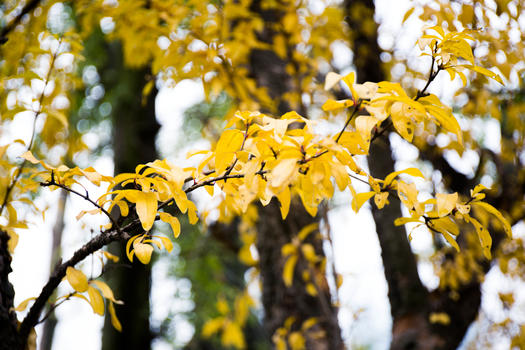 初秋变黄的叶子特写图片素材免费下载