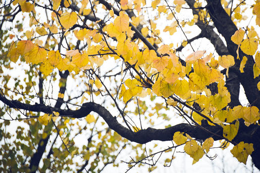 美丽的秋天黄叶图片素材免费下载