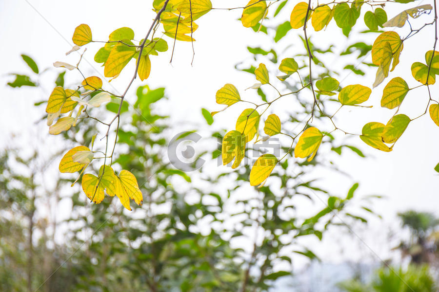 泛黄的树叶图片素材免费下载