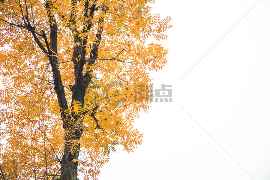 一颗满是黄叶的树图片素材免费下载
