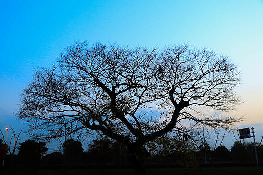 秋冬时节的树图片素材免费下载