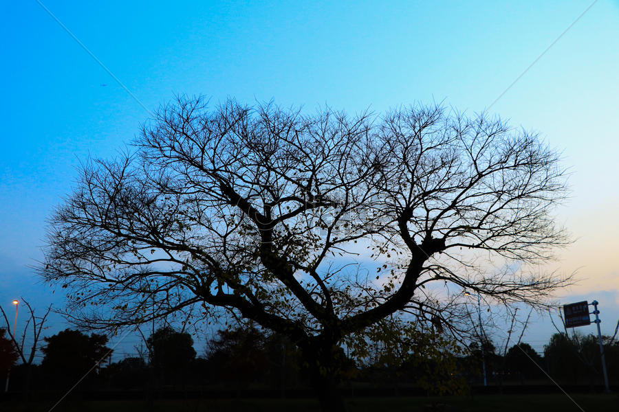 秋冬时节的树图片素材免费下载