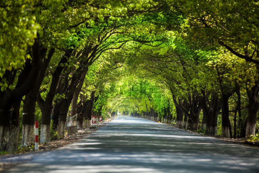 绿树成荫的道路图片素材免费下载