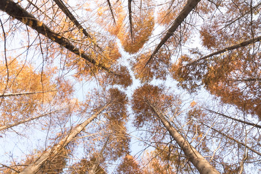 金黄色的秋天树林仰拍图片素材免费下载