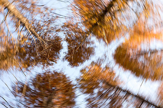 金黄色的秋天树林仰拍图片素材免费下载