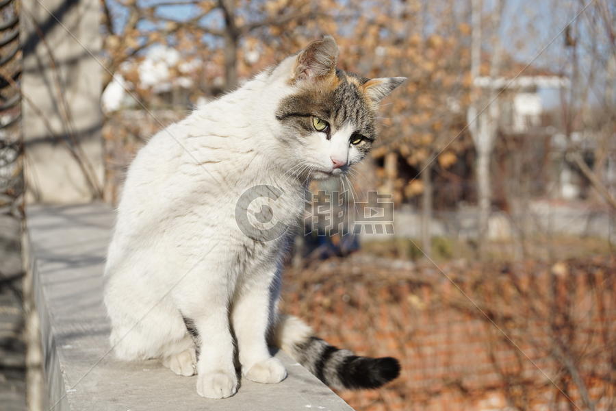 冬日里晒太阳的猫图片素材免费下载