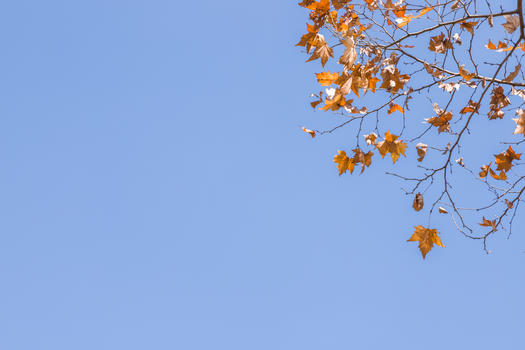 冬日的树叶与蓝天图片素材免费下载