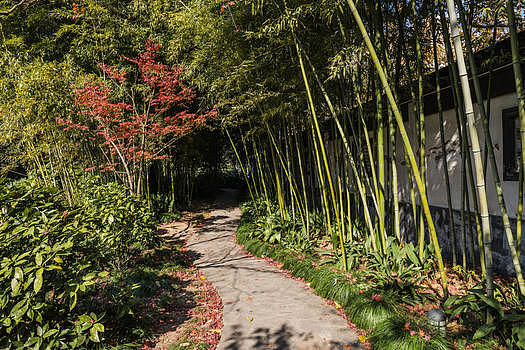 上海桂林公园园路图片素材免费下载
