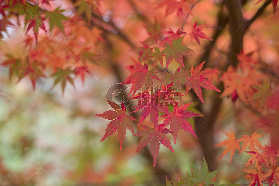 秋天的枫叶图片素材免费下载