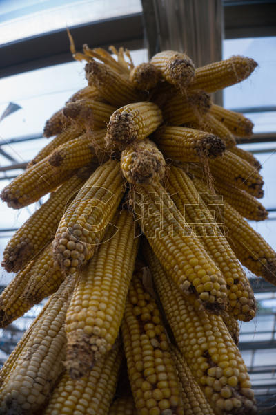 深秋初冬的玉米图片素材免费下载