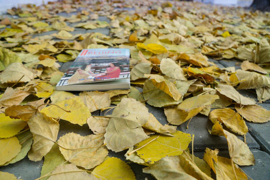 秋冬的落叶图片素材免费下载
