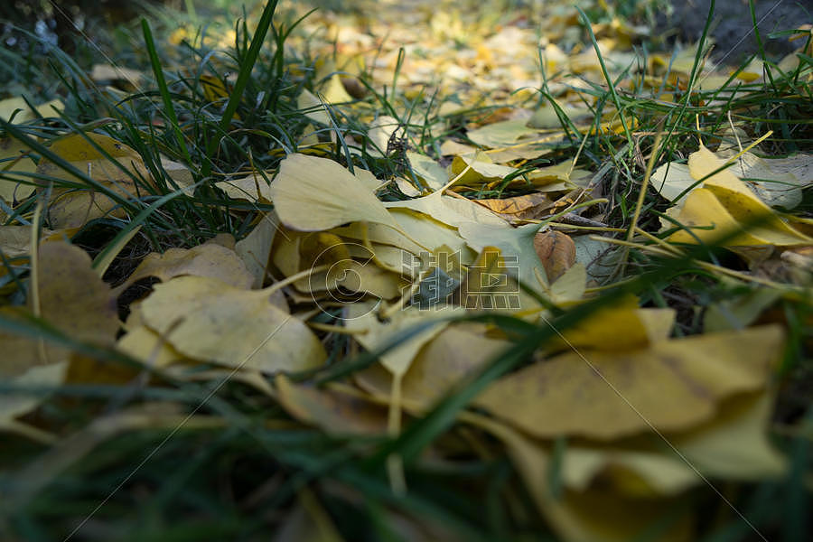秋冬的落叶图片素材免费下载