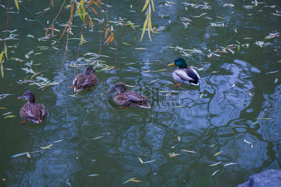 冬季的湖和冰湖游泳的鸭子图片素材免费下载