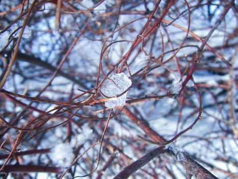 雪后的树枝和树叶图片素材免费下载