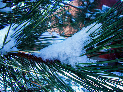 雪后的树枝和树叶图片素材免费下载