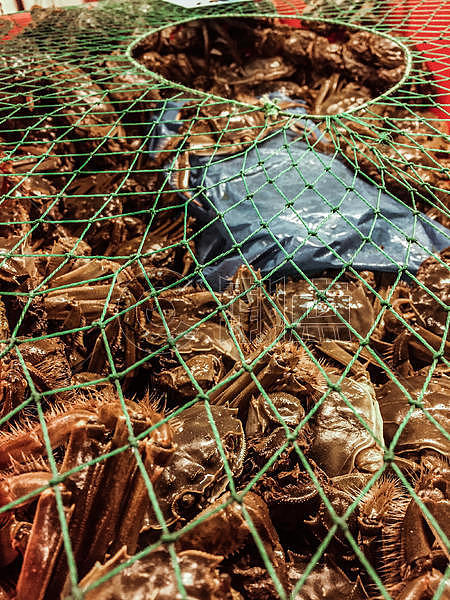 秋冬成熟的螃蟹图片素材免费下载