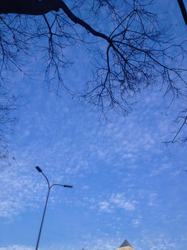 冬天的天空和树枝图片素材免费下载