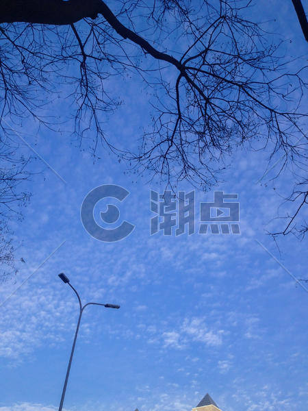 冬天的天空和树枝图片素材免费下载
