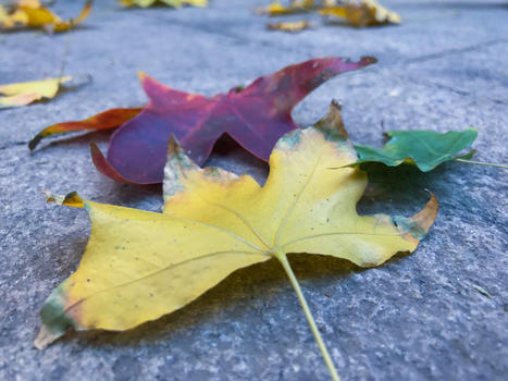 秋日的彩色落叶图片素材免费下载