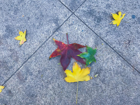 秋日的彩色落叶图片素材免费下载