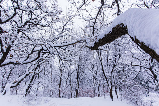 冬天被大雪覆盖的森林图片素材免费下载
