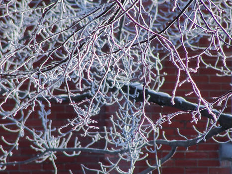 雪后的树枝图片素材免费下载