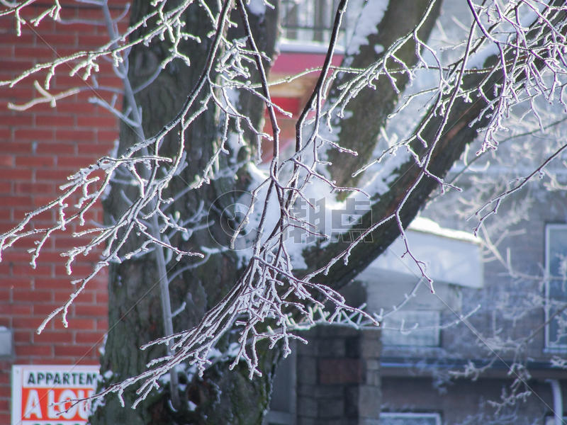 雪后的树枝图片素材免费下载