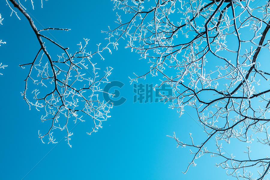 下过雪的树枝图片素材免费下载