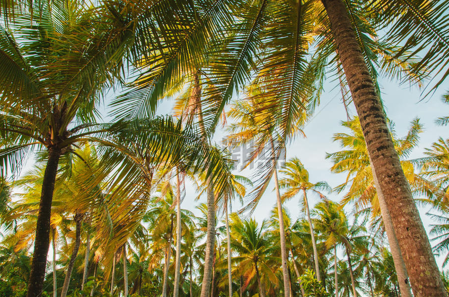 海边的椰树图片素材免费下载