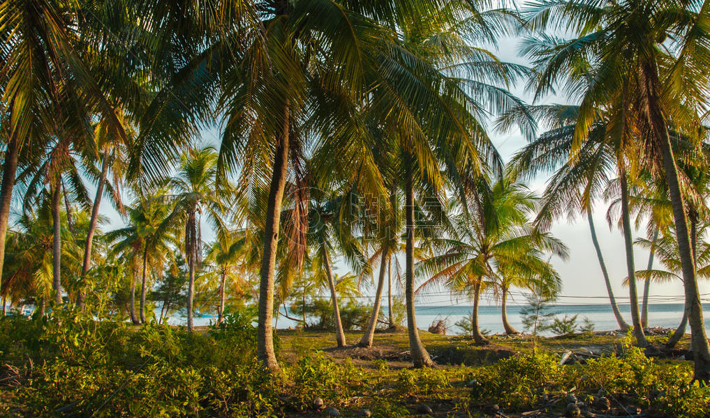 海边的椰树图片素材免费下载