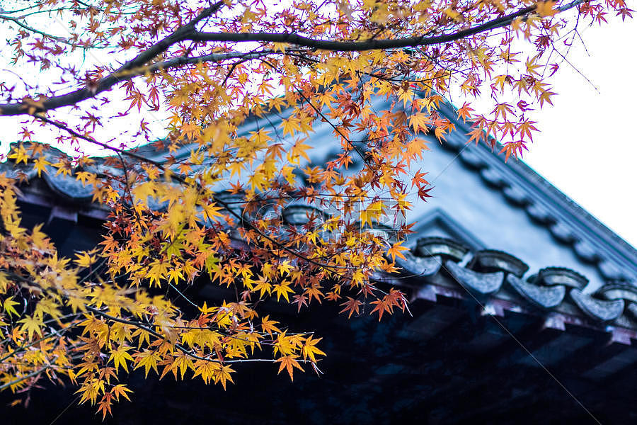 秋天房屋前的黄色枫叶图片素材免费下载