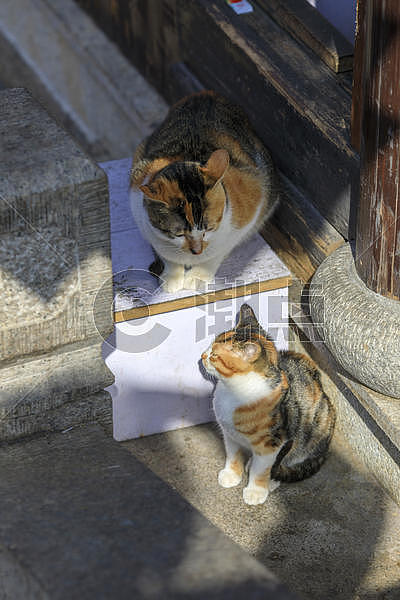 猫图片素材免费下载