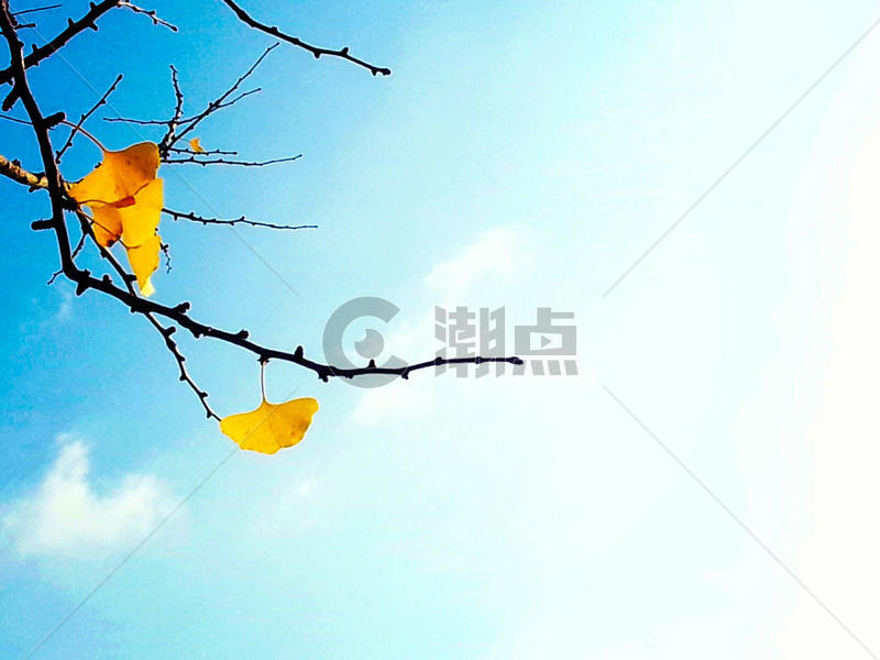 秋天的蓝天白云和金色的银杏树枝图片素材免费下载