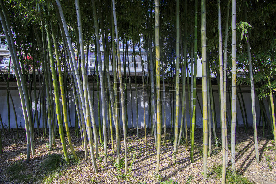 中国元素竹子图片素材免费下载