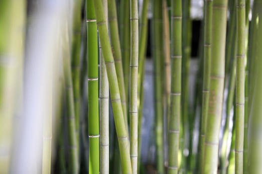 中国元素竹子图片素材免费下载