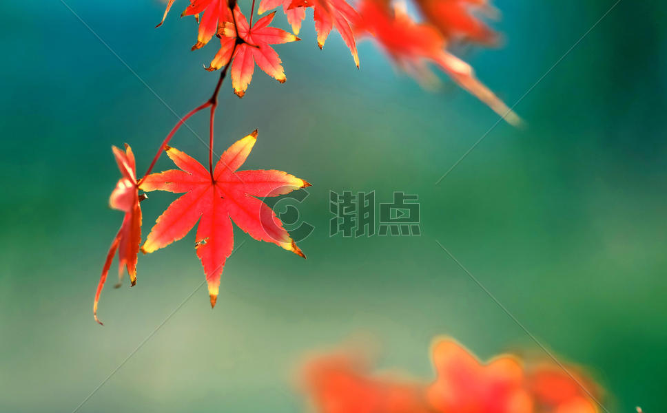 秋天的红叶图片素材免费下载